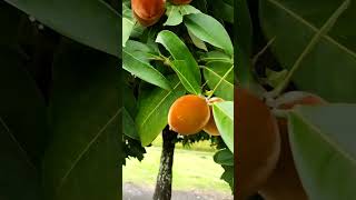 Diospyros blancoi commonly velvet apple velvet persimmon kamagong or mabolo tree [upl. by Akena704]