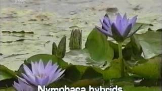 fragrant water lily Nymphaea odorata [upl. by Werra710]