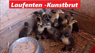 Laufenten Kunstbrut 2022  Mit der neuen Brutmaschiene Bruja 3000 [upl. by Fokos]