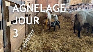 TROISIÈME journée d’agnelage 🐑🐑🐑 et déjà un petit soucis 330 [upl. by Oirromed]