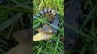 Cuviers dwarf caiman handling tips and tricks‼️🐊 [upl. by Rodie]