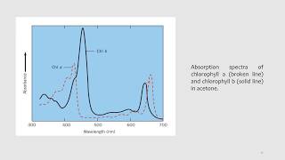 Photoreceptors and their role in plants Part I  Photosynthesis [upl. by Wardieu]