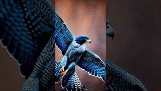 quot Peregrine falcon speed Demonquot shorts peregrinefalcon animalfacts [upl. by Peednus912]