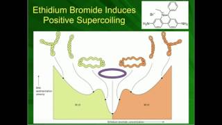 Effect of Ethidium Bromide on Supercoiling amp Electrophoresis [upl. by Namhcan]