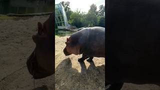 Hippo Attack Spraying Poop 😱😱 shorts hippo poop [upl. by Josephina]