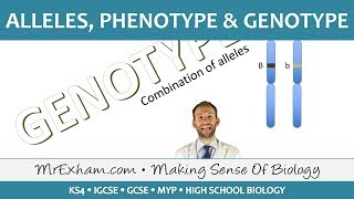 Alleles phenotype and genotype  GCSE Biology 91 [upl. by Adal]