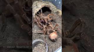 Theraphosa stirmi World’s Largest Spider [upl. by Yate167]