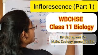 Inflorescence Part 1 । পুষ্পবিন্যাস । WBCHSE Class 11 Biology [upl. by Nnylireg]