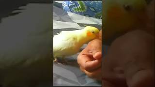 Funny Cockatiel parrot [upl. by Enawtna387]