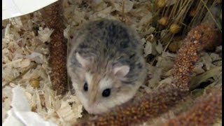 Hamster Samson  Little Predator  Kleines Raubtier [upl. by Oinolopa634]