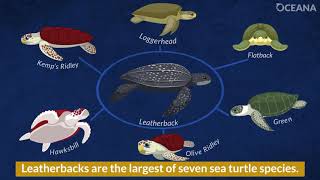 Everything You Wanted to Know about Leatherback Sea Turtles [upl. by Nima]