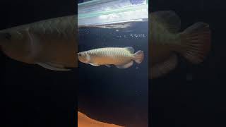 Namma Arowana Hunting Cockroaches 🔥 [upl. by Onitselec]