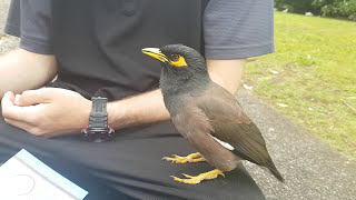 Social Myna Bird [upl. by Soirtemed546]