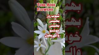 Tube Rose Flowers Bouquet flowers Rajnigandha Flowers gardening trending flower shortsflowery [upl. by Earleen]