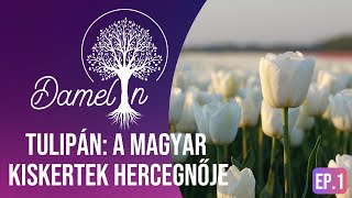 Tulipán A Magyar Kiskertek Hercegnője [upl. by Yotal]