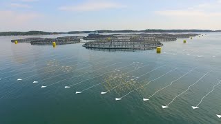 The Future of Ocean Farming Innovations in Aquaculture [upl. by Smukler]