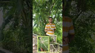 Easy trick for mealy bugs and pests  पौधे से कीड़ों को जड़ से खत्म करें🌿 short viral gardening [upl. by Phylys]