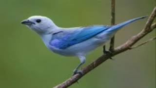 ♫ Azulejo de Jardin  Thraupis Episcopus  Blue Tanager ஜ [upl. by Niad869]