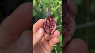 Molla Vermella  Coll de Damalike Pulp fig figtree figboss gardeningtips fruittrees [upl. by Johny555]