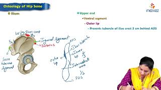 1 Hip bone 🦴 Anatomy  MBBS Lecture [upl. by Tnias477]