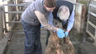 Sheep Lameness How to diagnose and treat CODD [upl. by Doley]