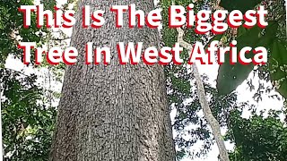 The Biggest Tree In West Africa [upl. by Suoiradal]