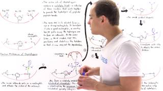 Mechanism of Chymotrypsin and Catalytic Triad [upl. by Eirelav]