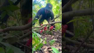 A man walks to see parrots in the forest part 05 parrottree ringtail nightparrot birdfreaks [upl. by Aicital]