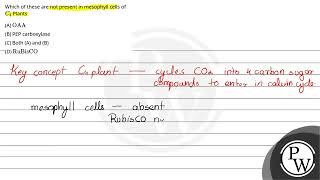 122 Which of these are not present in mesophyll cells 1 \ \mathrmOAA \ 2 PEP carboxylase [upl. by Shanie]