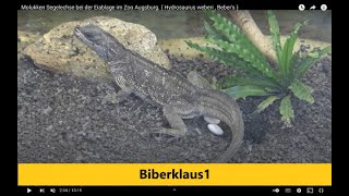 Molukken Segelechse bei der Eiablage im Zoo Augsburg  Hydrosaurus weberi  Bebers [upl. by Sugna]