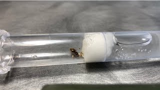 Lasius Flavus care guide how to keep Lasius Flavus ants as pets [upl. by Tynan]