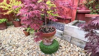 Japanese Maple trees Acer dissectum Firecracker beautiful bright red leaf maple with great colour [upl. by Kcirdderf703]