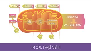 Cellular Respiration Steps and Pathways [upl. by Rezal]