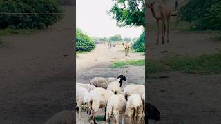 Sheeps and Camels in a village animal scamel camellife sheeps [upl. by Zaccaria]