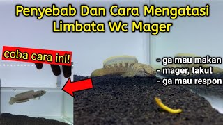 Cara Mudah Mengatasi Channa Limbata Mager  Penyebab Dan Cara Mengatasinya [upl. by Karp]