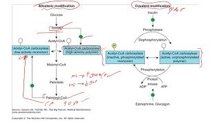 lec 15 part 2 fatty acid synthesis [upl. by Lumpkin]