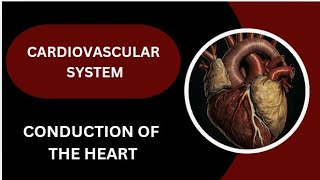 Animated Video  Conduction System of The Heart🫀 [upl. by Ecinnahs612]