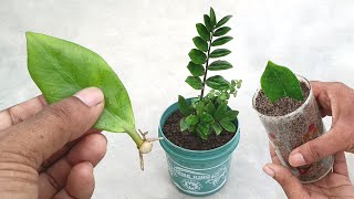 Grow ZZ Plant from single Leaf  Best indoor air purifier plant growing Easy Tips [upl. by Debbee659]