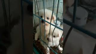 japanesespitz puppy spitzdog spitzlovers whitepuppy chippricedogbreed [upl. by Knut]