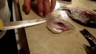 How to Fillet a Bluegill in 40 Seconds [upl. by Nagoh]