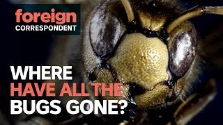 Are we living through an insect extinction  Foreign Correspondent [upl. by Neil]