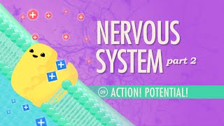 The Nervous System Part 2  Action Potential Crash Course Anatomy amp Physiology 9 [upl. by Seerdi]