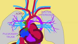 FETAL CIRCULATION 3 DUCTUS ARTERIOSUS [upl. by Saloma]