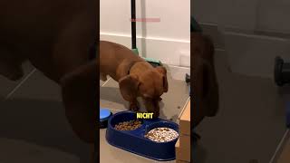 Hund überlistet Besitzer mit SCHOCKIERENDEN Futtertrick 🐶❤️🥣 [upl. by Benedicta]