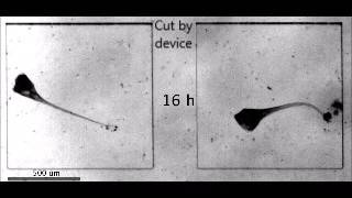 Stentor cells regenerating [upl. by Mollie]