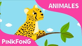 Rápido Guepardo  Guepardo  Animales  PINKFONG Canciones Infantiles [upl. by Featherstone]