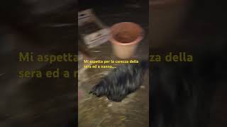 Quella carezza della seraalla gallina galline gallina pets pet petlovers petlover animal [upl. by Nevar]