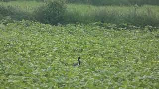 Lesser Florican jumping [upl. by Yahsed]