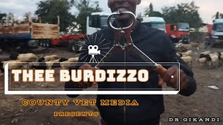 HOW GOATS AND SHEEP ARE CASTRATED USING BURDIZZO [upl. by Wartow]