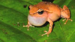 Coquí de las Hierbas Eleutherodactylus brittoni [upl. by Daggett]